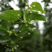First hop flowers starting to show