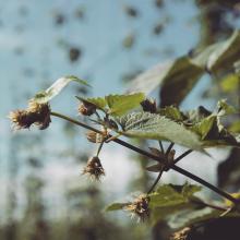 First hop flowers 